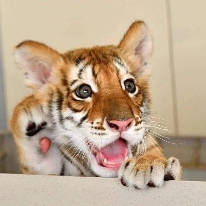 可爱的小老虎像辛巴一样被举高高