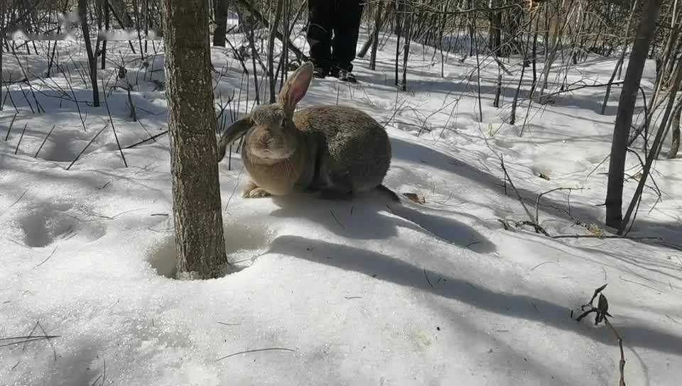解救边境民警巡逻时发现孕中野兔