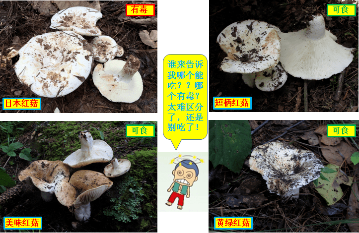 蘑菇为什么那么毒 5a0f97ea17a84d1c9f4a8327225cb5e1.png
