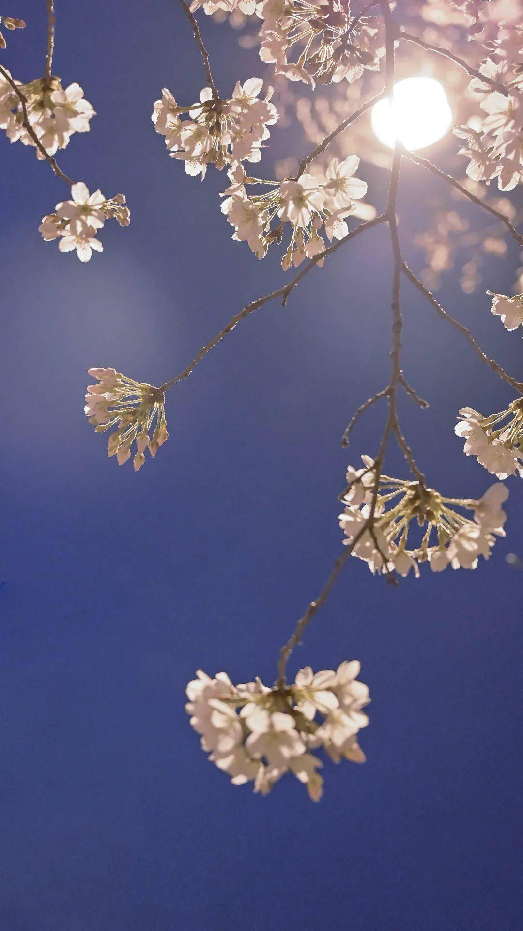 月下花见邀您共赏南林夜樱