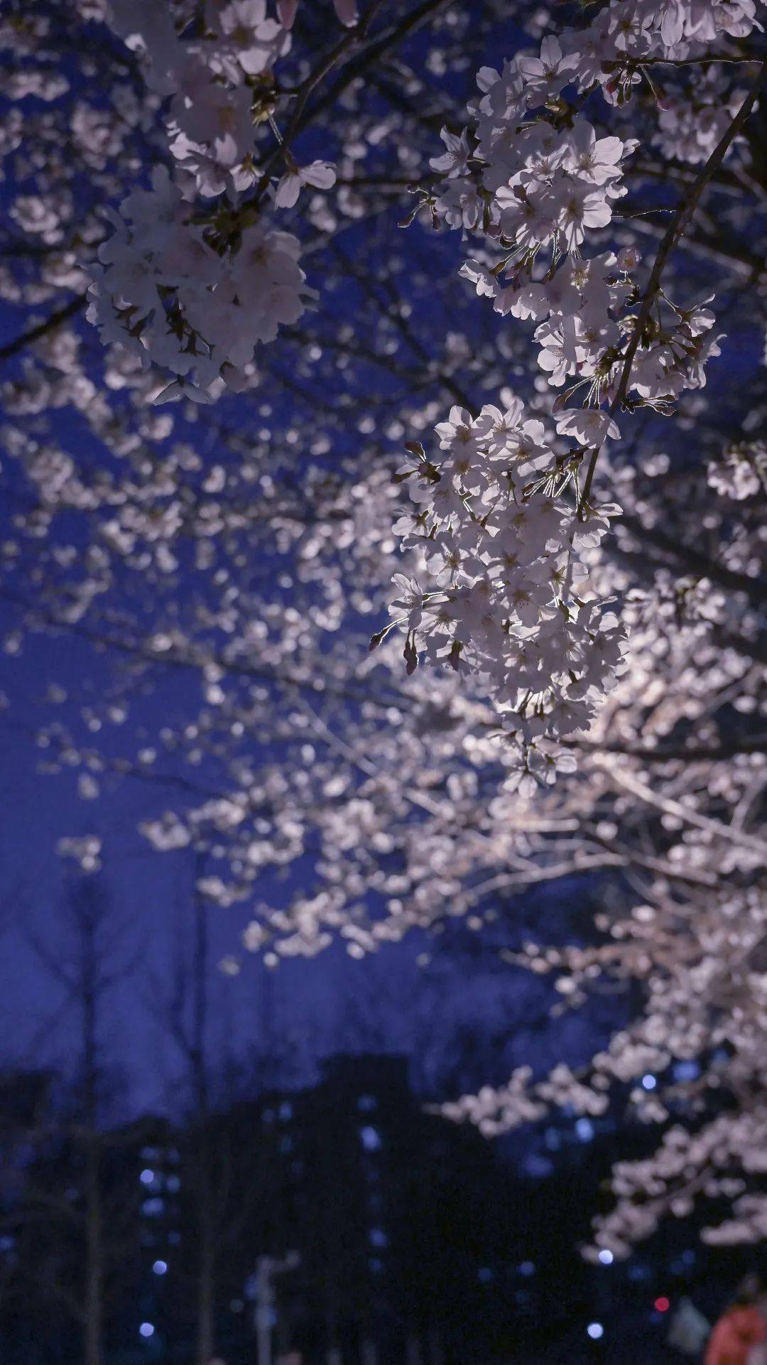 月下花見邀您共賞南林夜櫻