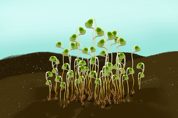 植物中的环境监测员 葫芦藓 土壤
