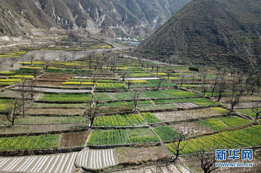 这是3月17日在舟曲县大川镇境内拍摄的油菜花(无人机照片).