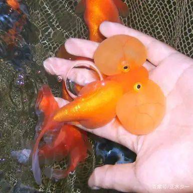 养好水泡金鱼的技巧 脆弱的水泡眼金鱼该如何养殖 鱼儿