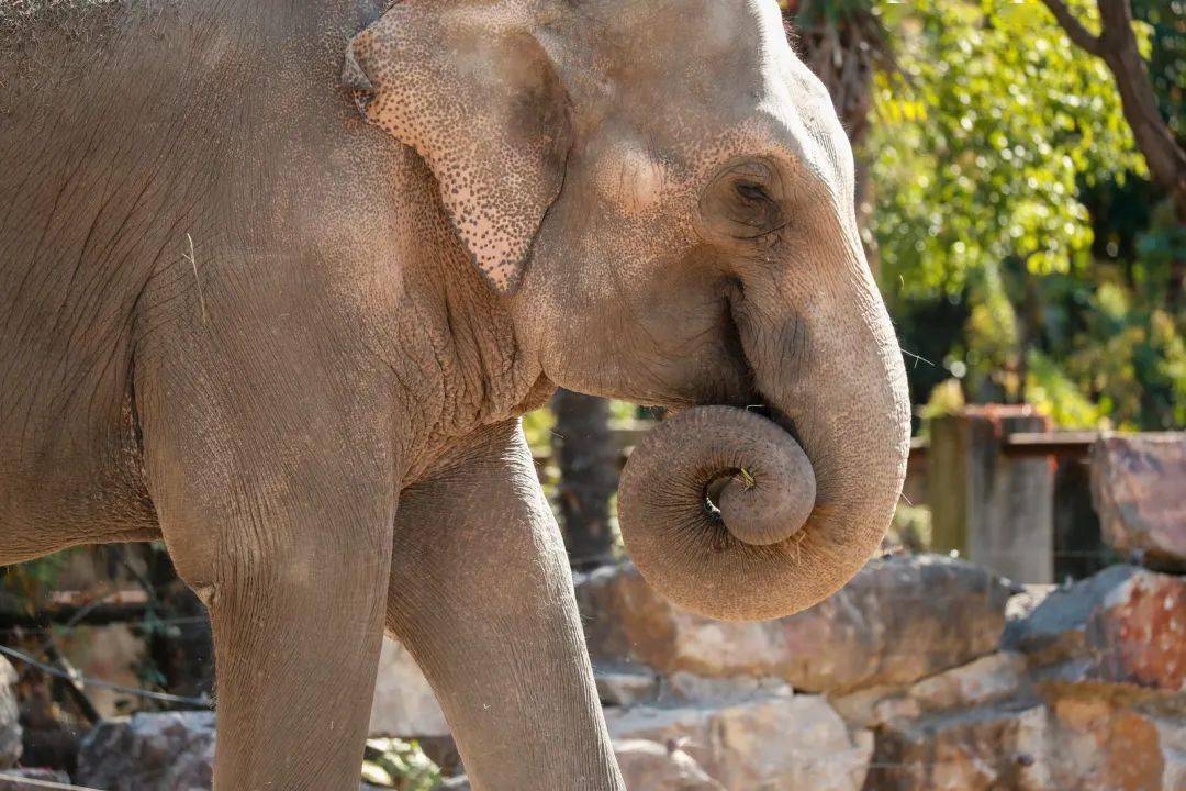 为什么说"大象怕老鼠"?_鼻子