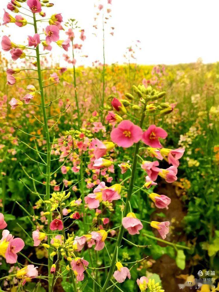 苦菜花花开闪金光曲谱_苦菜花开闪金光简谱(3)