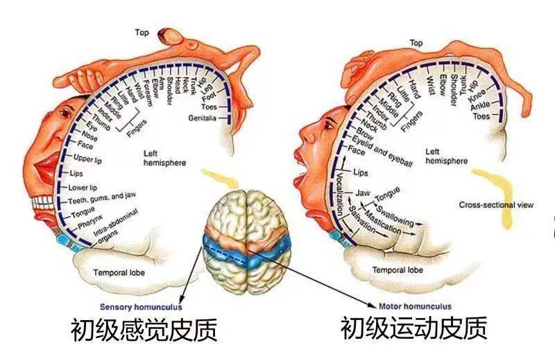 【手功能与中医理论的碰撞】基于经典理论治痿独取阳明 电针干预