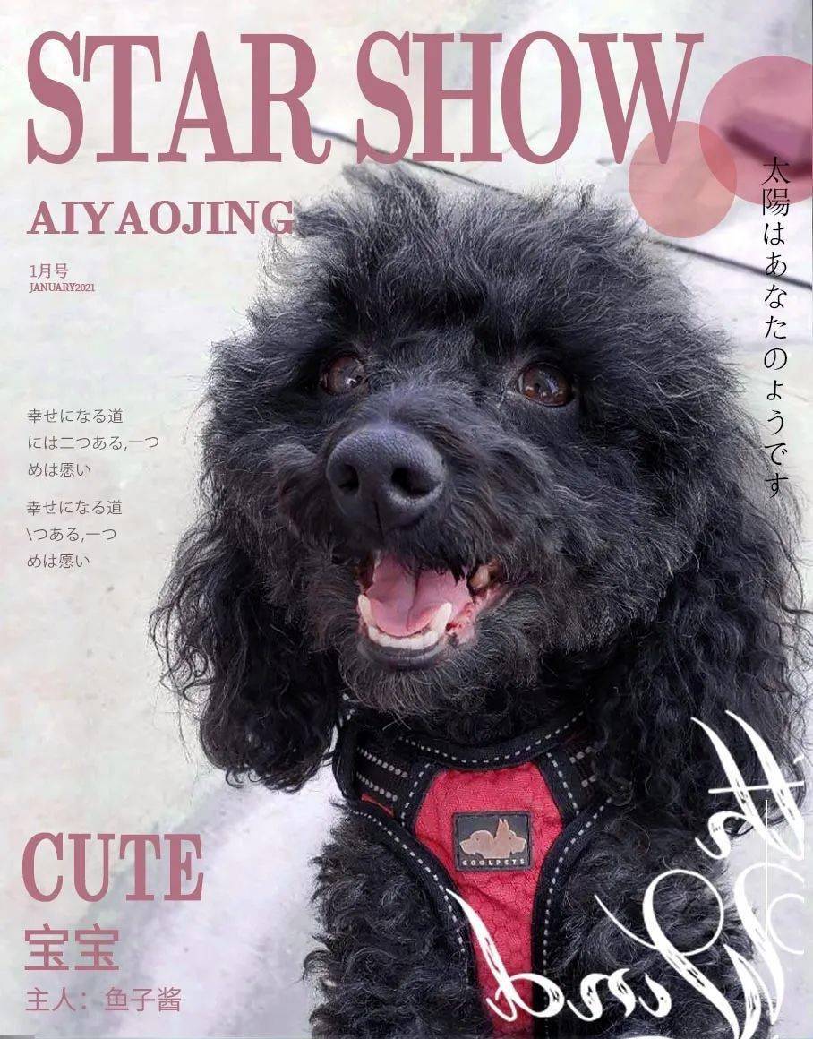 狗狗图鉴养一只登上时尚杂志封面的狗狗是种什么体验