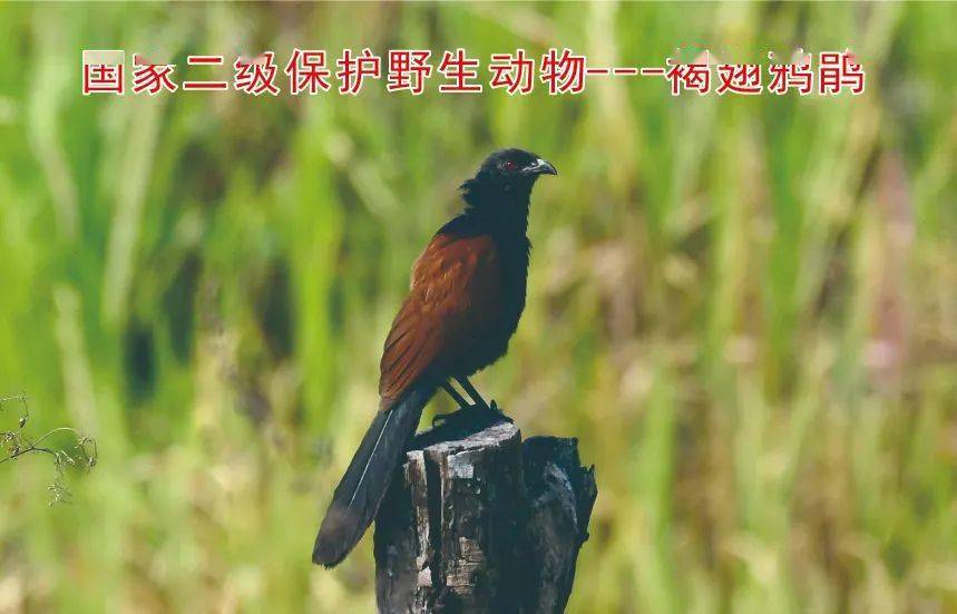 鸟类保护动物 名单图片