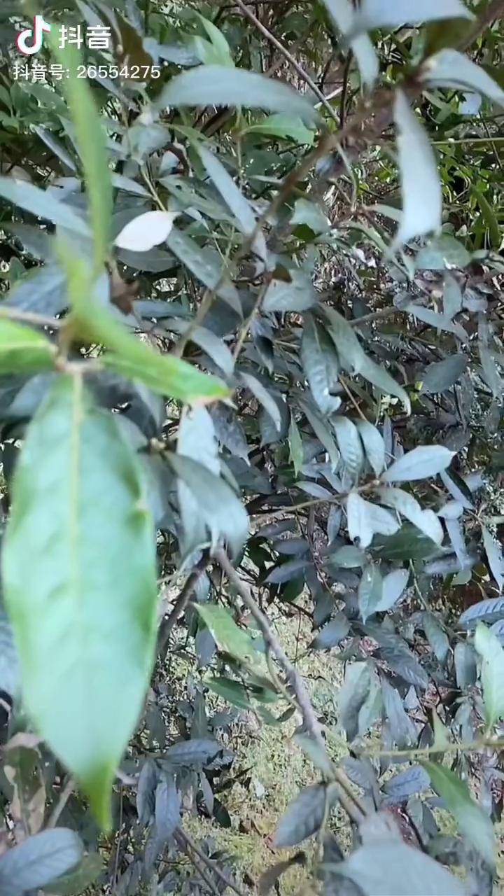 要来做我们的压寨夫人吗鸟木苗族白族少数民族风情