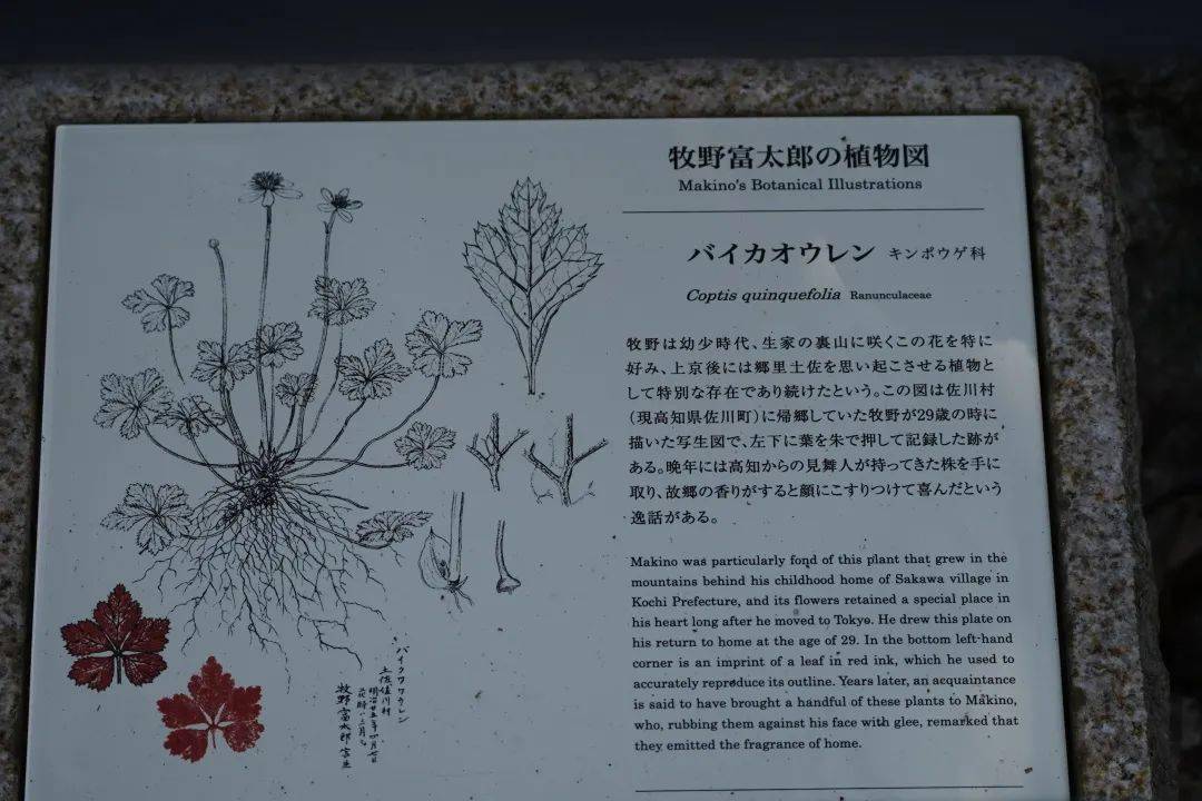 为了研究草木 他债台高筑 一生贫苦 终于成为了日本的 植物学之父 牧野