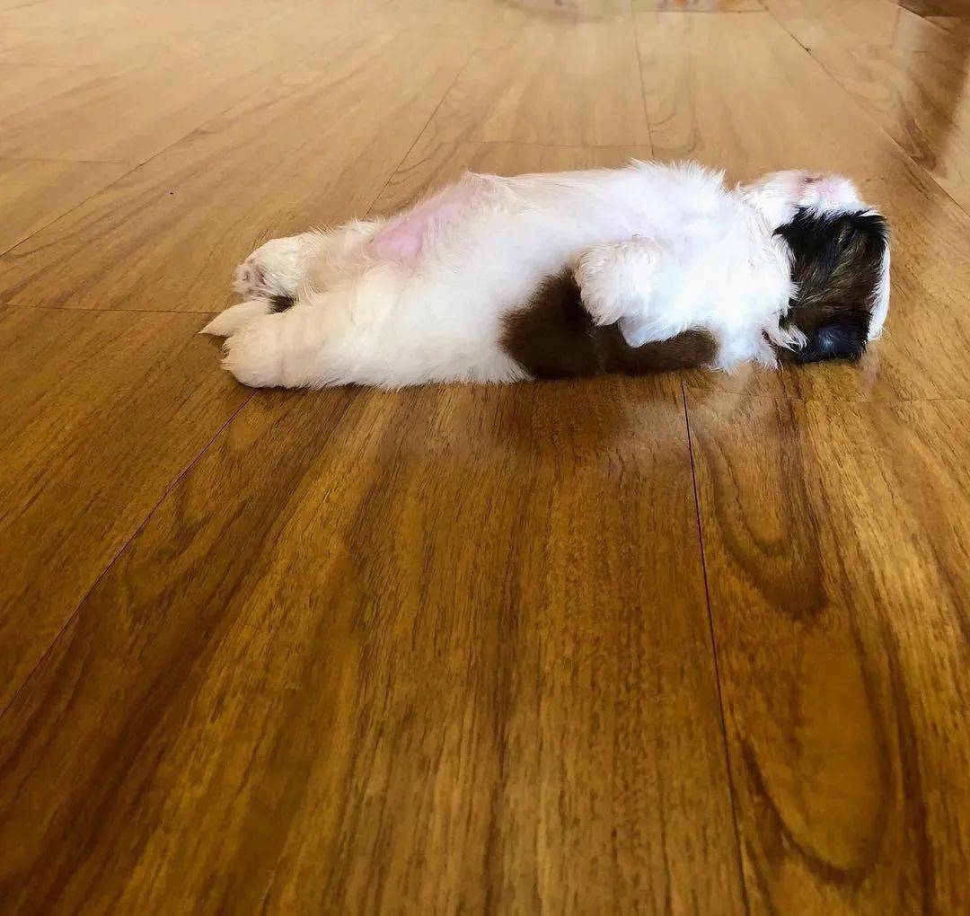 靠露肚几红遍全网的西施宝宝如今长大了睡姿却一点没变