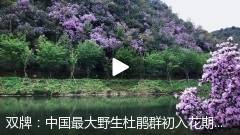 千年打卡胜地 | 中国最大野生杜鹃群初入花期