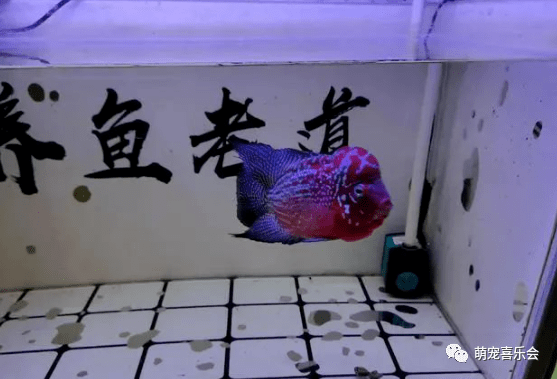 怎么养鱼不会生病 a3fbefc9cb40428296b5e1ff21e1d8f9.png