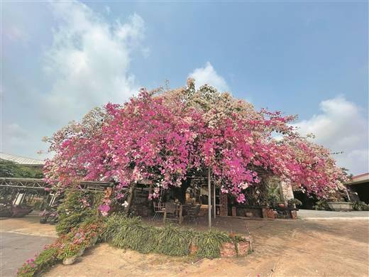 变异成新品种 南宁一株28岁 鸳鸯三角梅 成网红 红色