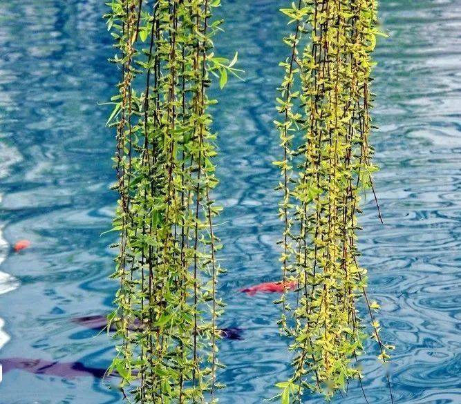 春风含笑柳如烟,最美人间三月天_杨柳绿