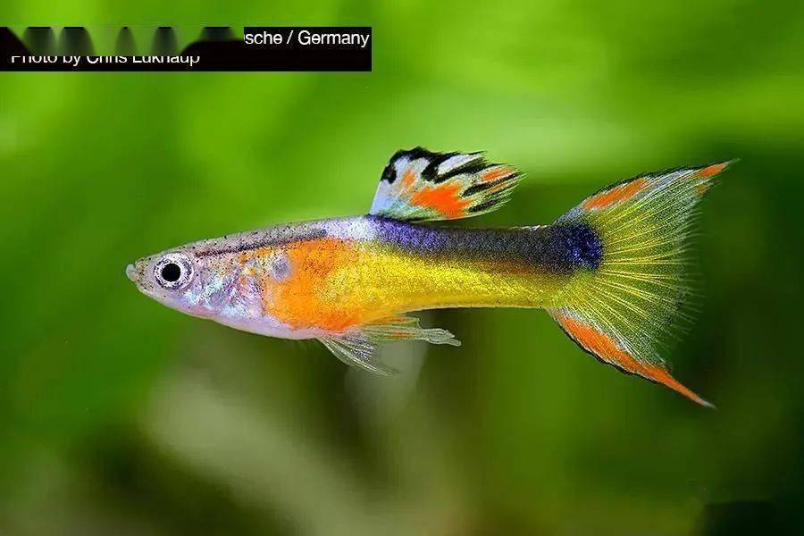 鱼多久能繁殖 cd7848b8cd5e4f989feb79047824cf5c.jpeg