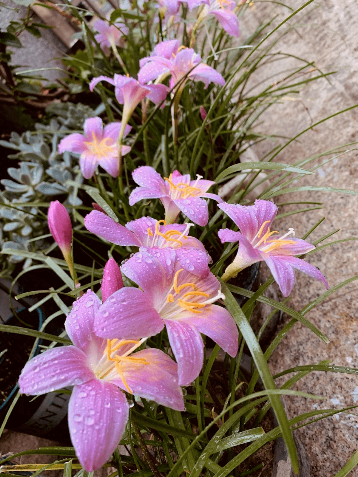 风雨兰什么时候种比较好 d522c1da1fbb4f60b064e90bb0e1ab09.png