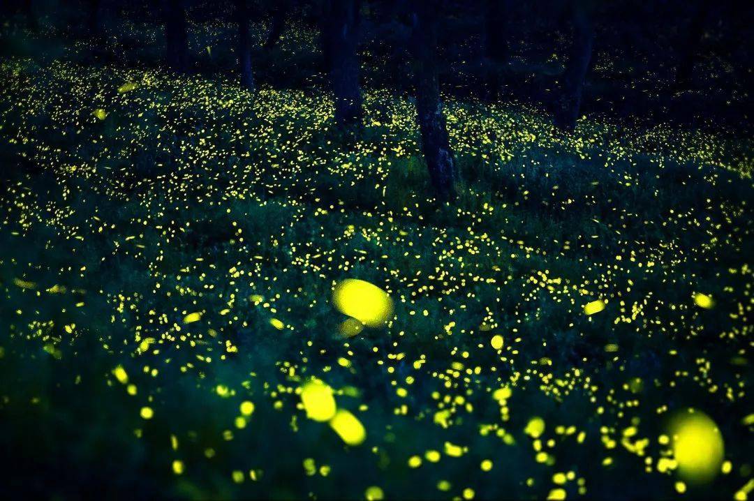 firefly萤火虫上市时间 eb374f63328741afa1bea326e6beef7e.jpeg