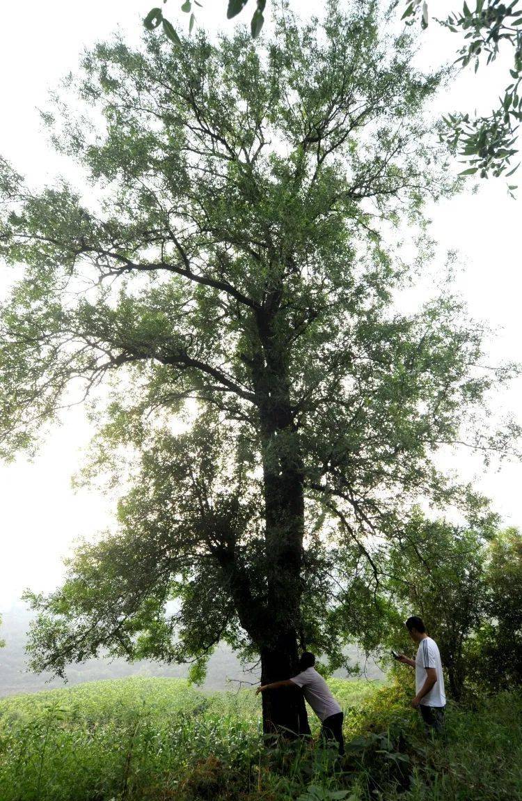 邢台古树历史故事⑨千年古酸枣树盘根错节仍能开花结果