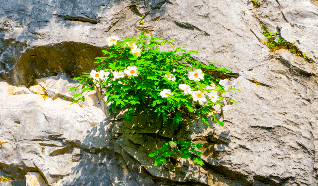 今年巢湖银屏牡丹观赏季3月28日启动,开幕式4月3日!_旅游