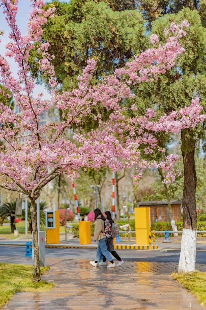 看"花"了……_樱花