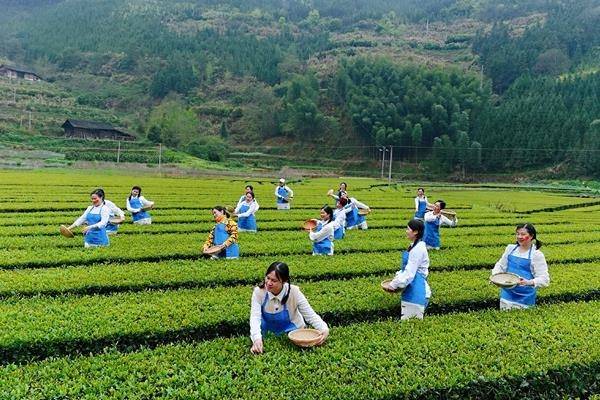 沐浴过春雨的层层茶树正吐嫩绿,茶农们正忙着采摘春茶,在《茶山情歌》