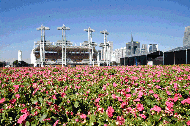 图片by @广州塔/ 向日葵 /(图为2020年7月开花情景)图片by @广州塔