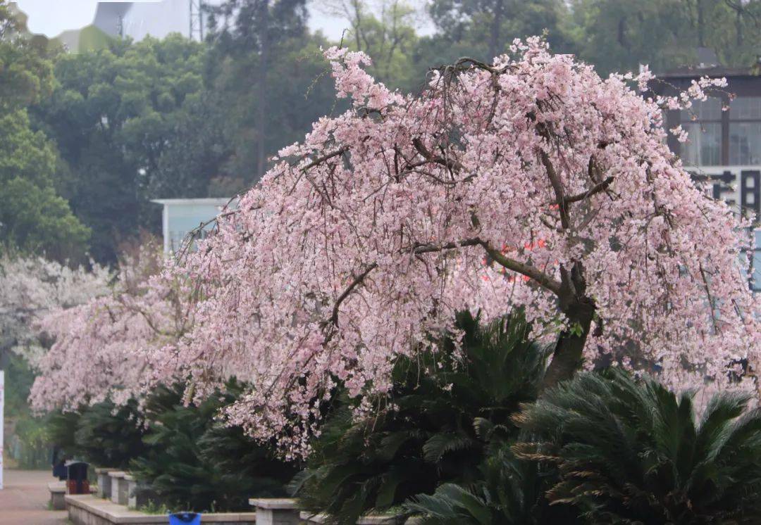 垂枝櫻:八重紅垂枝,薔薇科櫻屬喬木,為大葉早櫻變種.