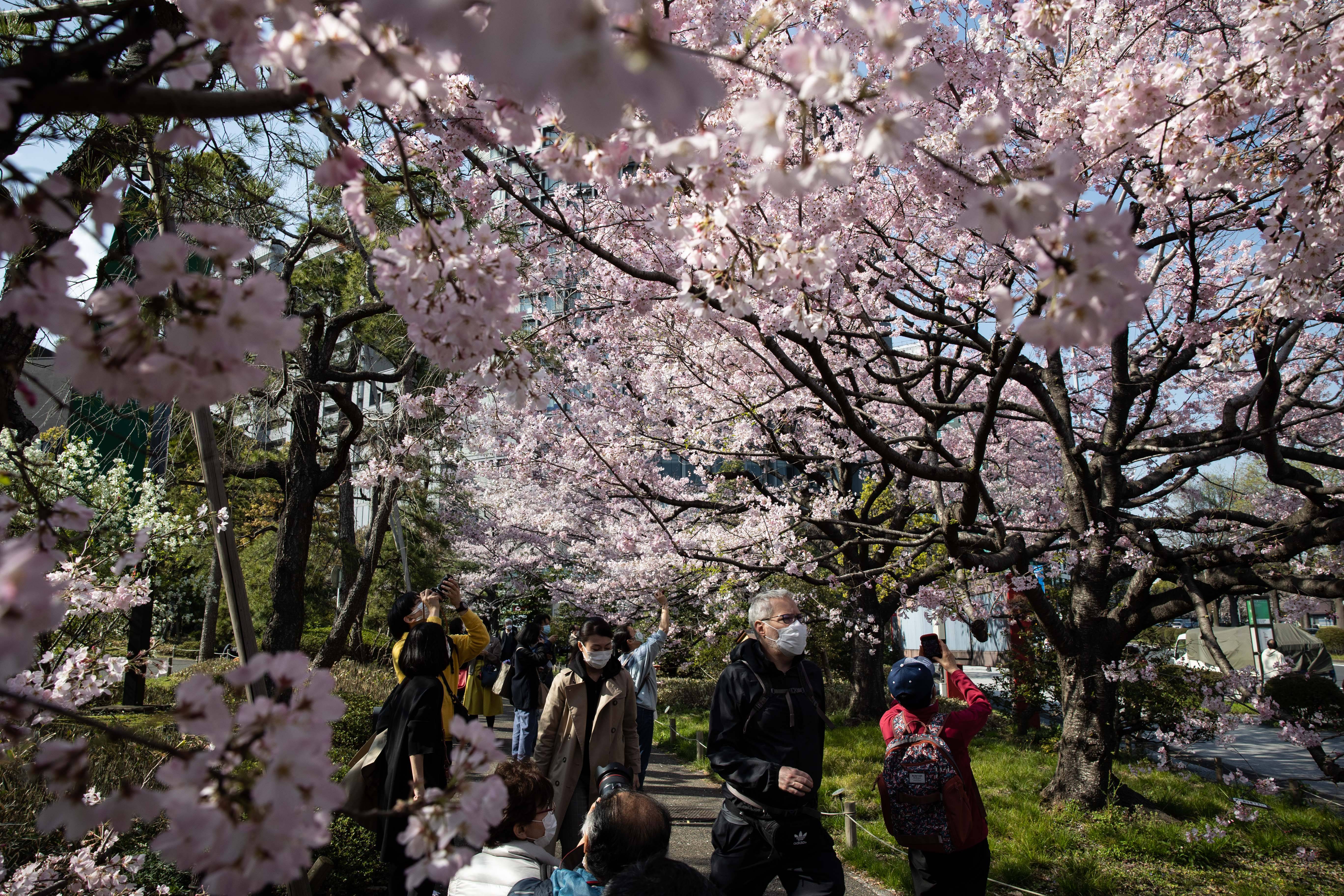 3月23日,佩戴口罩的遊客在日本東京觀賞盛開的櫻花.