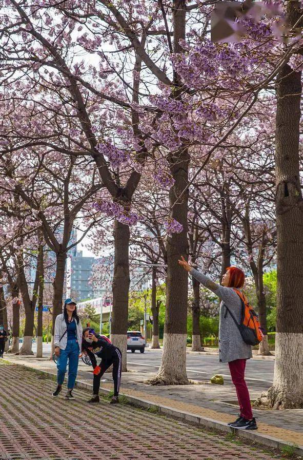 北京有条网红的"泡桐大道 ", 已然成为城市春景的"名片"之一!
