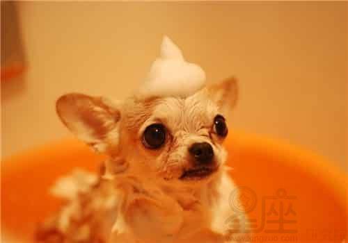 周公解梦，梦见拉屎未竟，狗来相食的深层含义与预兆
