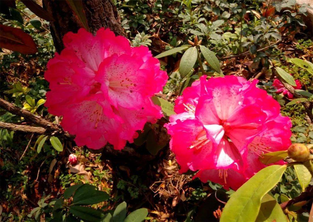 严尔高宣威杜鹃市花艳丽开七绝十四首