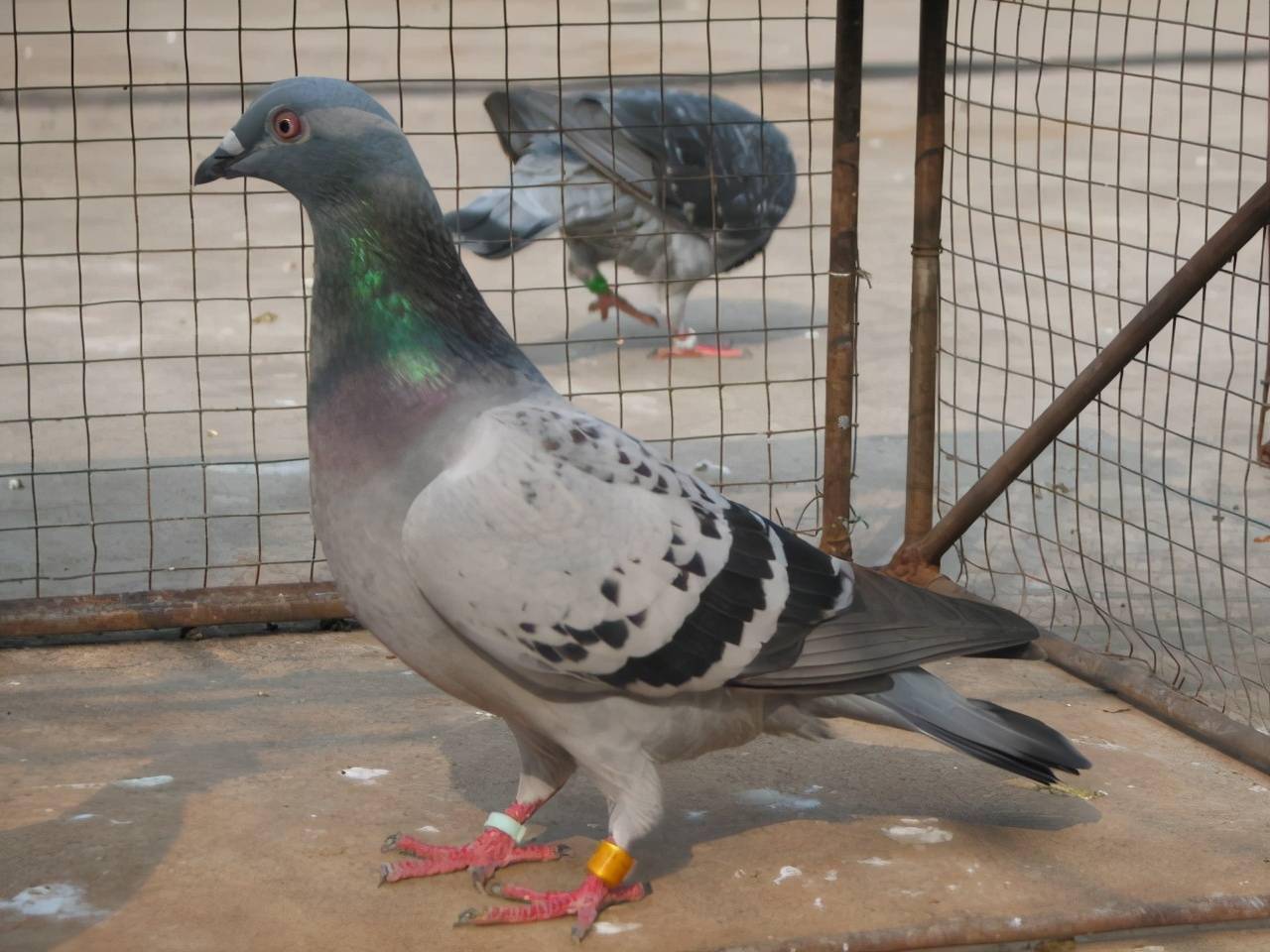 赛鸽比赛回来甩食,水便主要是什么原因导致的问题_鸽子