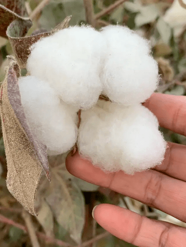 抵制新疆棉我呸