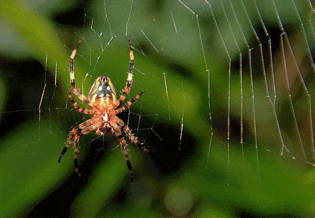 动物建筑师蜘蛛图片