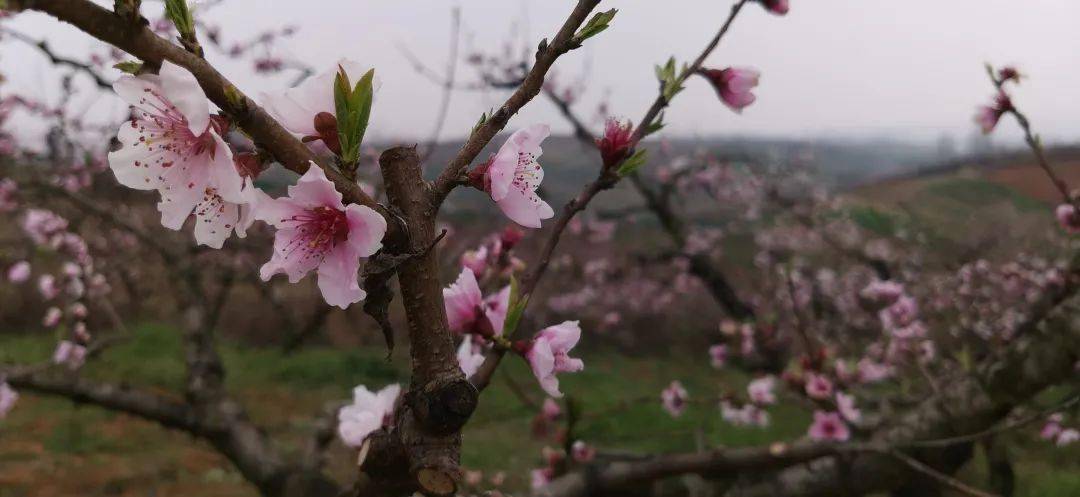 桃花幻梦攻略_梦色糕点师之幻之梦_幻兽少年 梦枕貘