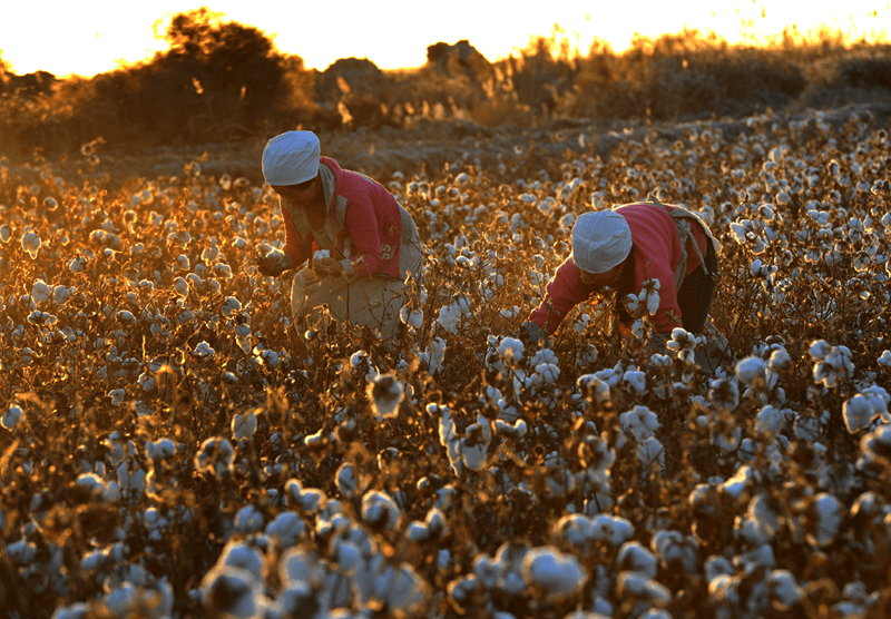 新疆棉花生产早已经实现高度机械化,即使在忙碌的采摘季节,也不需要