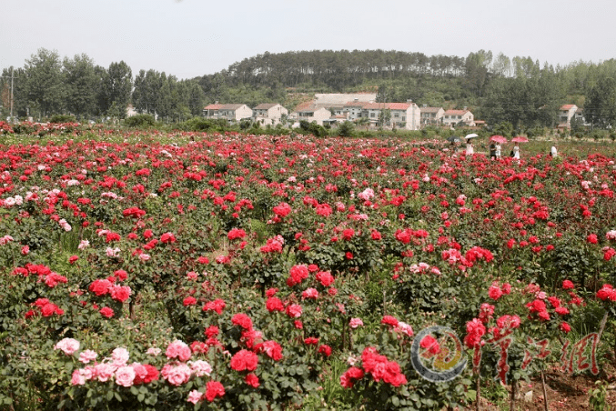 《你好,李煥英》取景地)d1:隆中 黃家灣(花朝節) 月季花海 襄陽古城