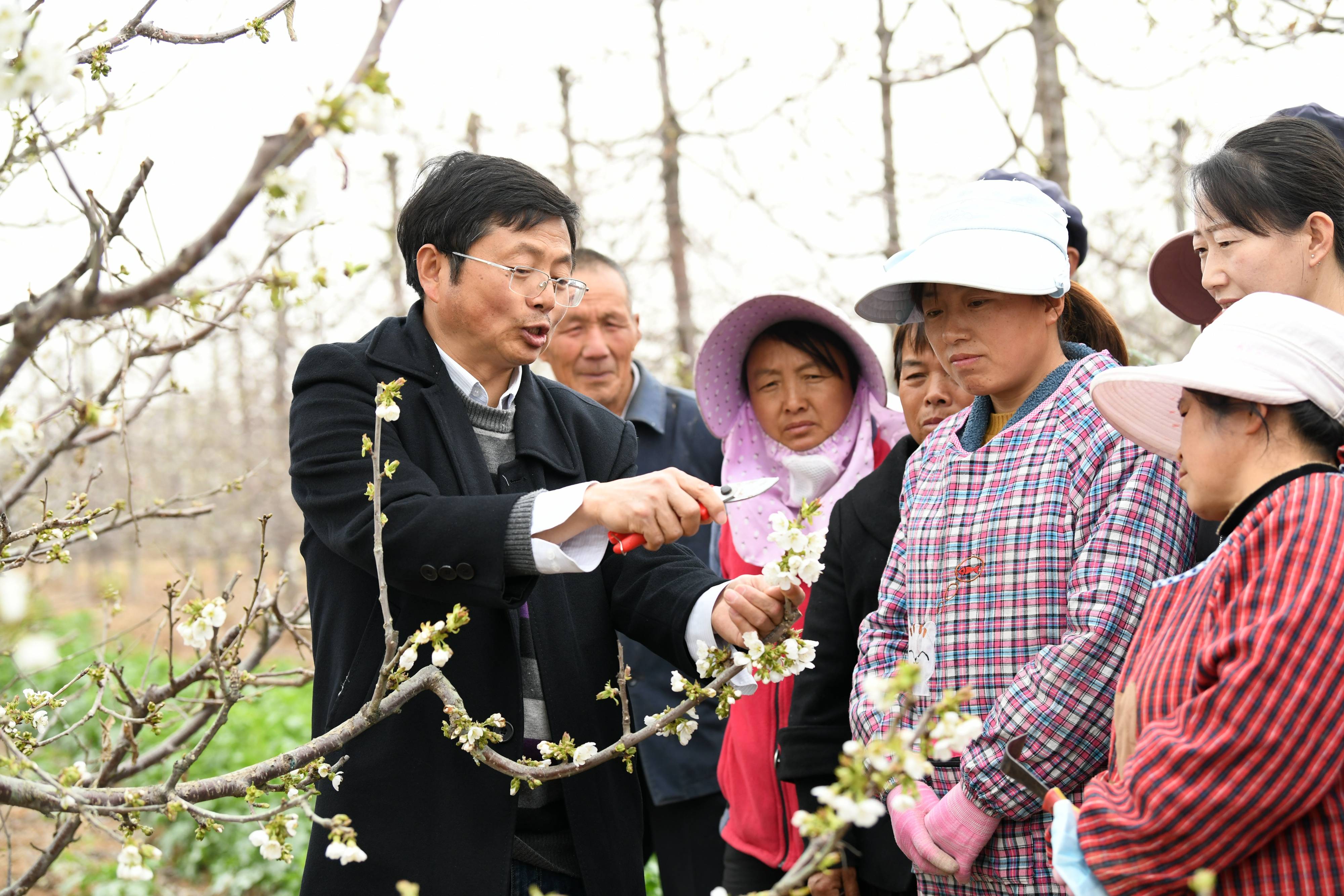 果园花开春来早