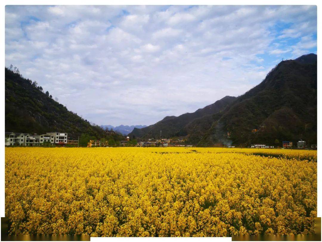 i生活春天里的水泉坪高山油菜花正开峡谷云海引人来