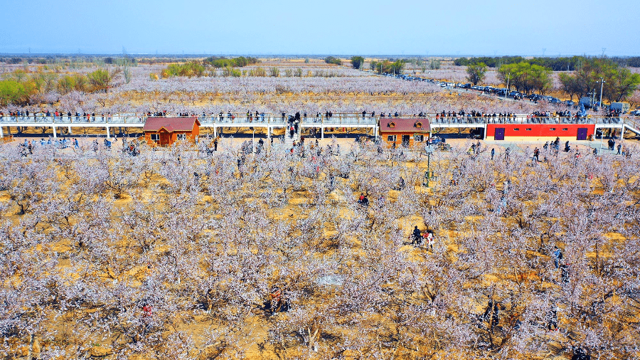 托克逊县杏花园图片