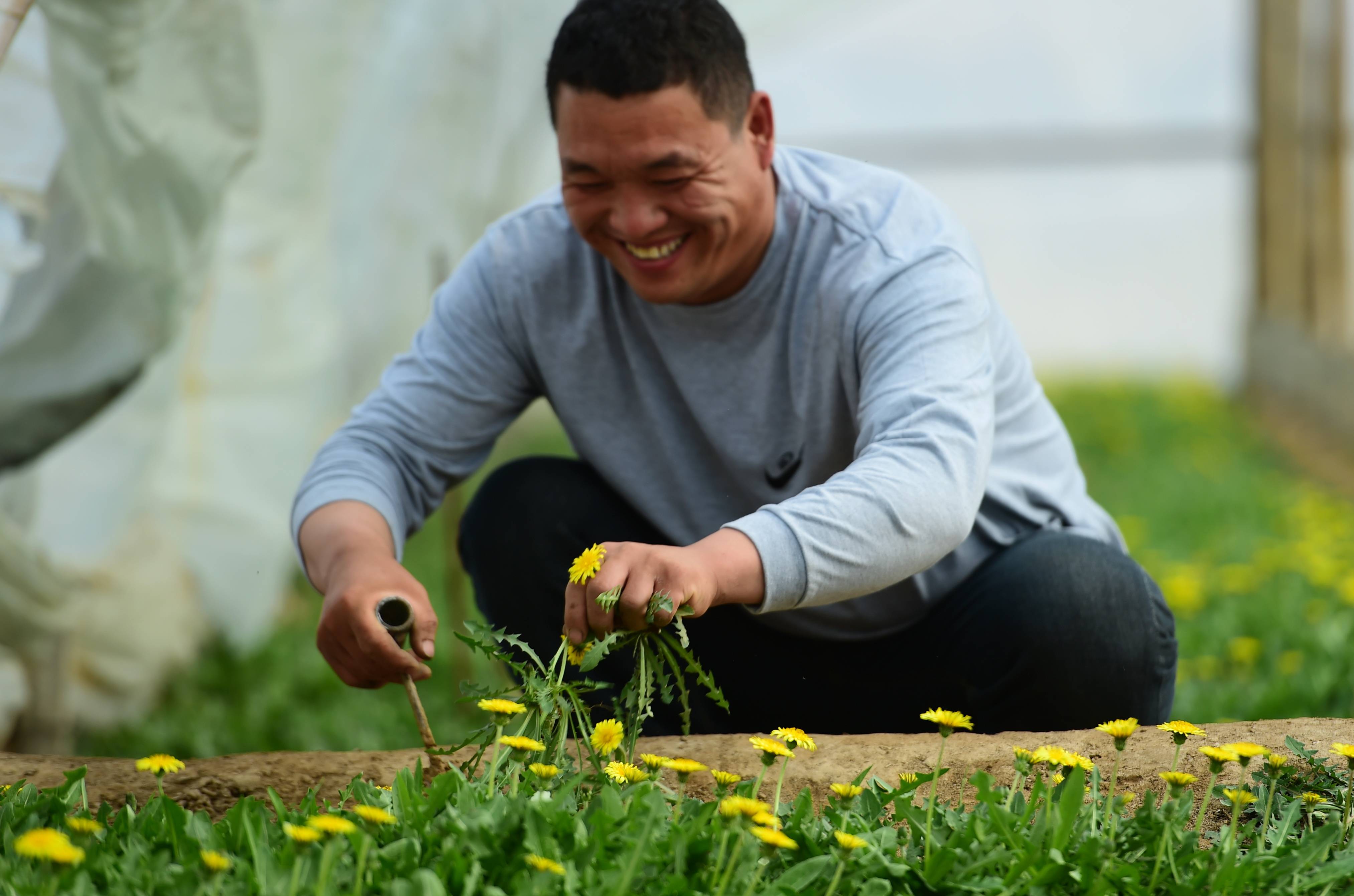 3月26日,黄骅市滕庄子镇夏庄子村野菜种植基地的农民在采挖蒲公英.