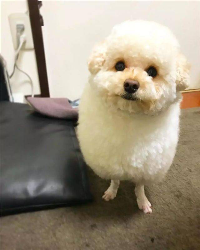 泰迪的羊咩咩造型对不起我有点想笑