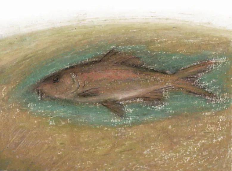 即将渴死的鱼(图片来自网络)异龙鲤隶属鲤亚科,中鲤亚属.