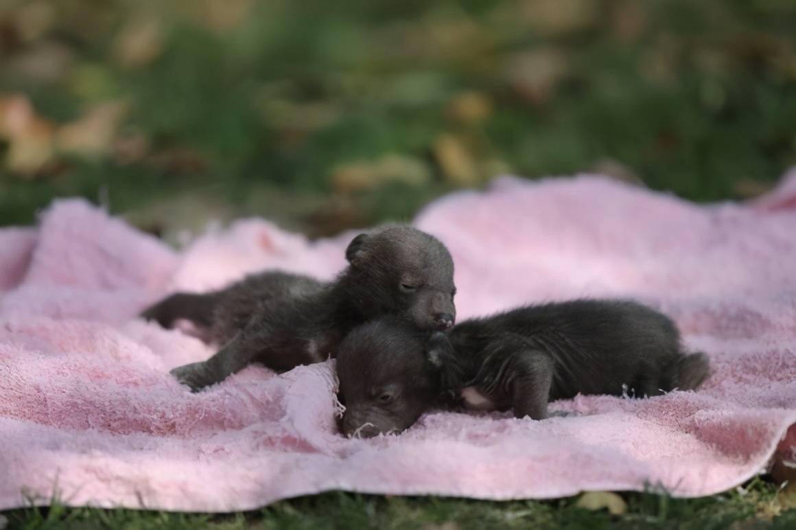 在上海野生動物園動物嘉年華主題活動正如火如荼地進行中,來自世界