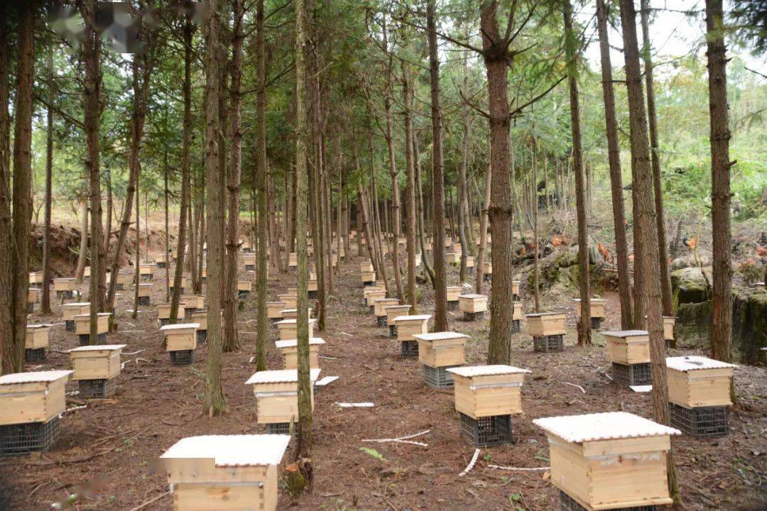 奋斗百年路启航新征程全县林下养蜂达254万箱甜蜜产业助老百姓过上