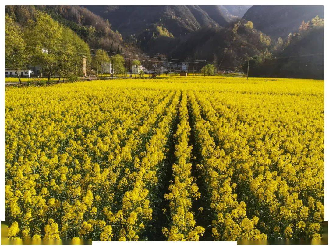 i生活春天里的水泉坪高山油菜花正开峡谷云海引人来