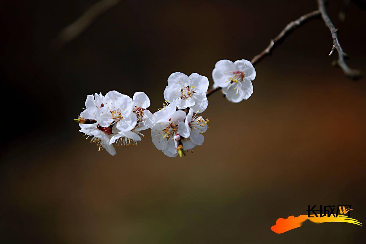 高清组图|保定:万亩杏花开 四方游客来