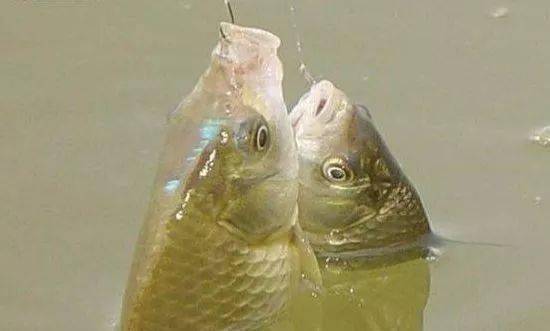 鱼在什么情况下会沉底 e6409dbccb0443a5be7abfd729a32ea6.jpeg